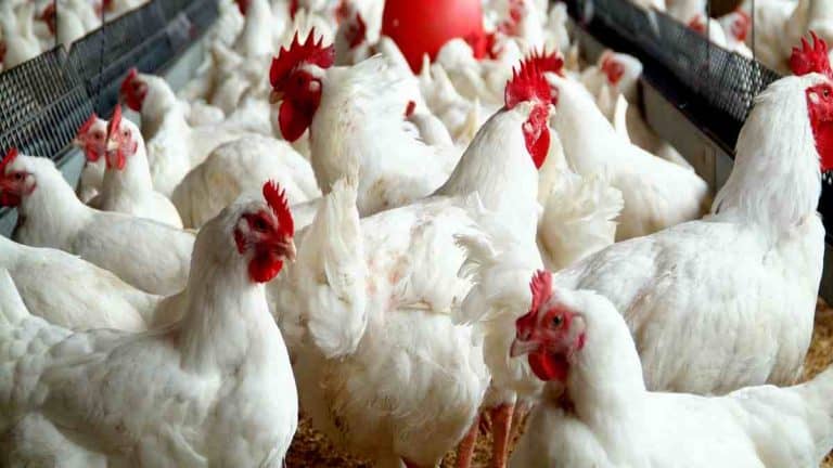 BEST WAYS TO START POULTRY FARMING BUSINESS IN NIGERIA