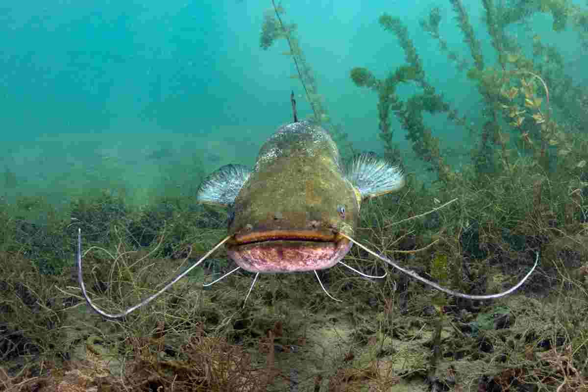 How To Start Fish Farming Business In Nigeria 