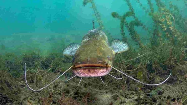 How To Start Fish farming Business in Nigeria.