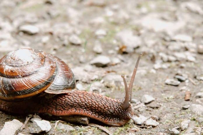 snail farming in Nigeria
