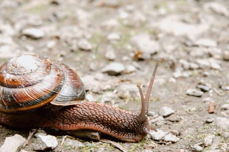 Profitable Snail Farming In Nigeria: Nos 1 Beginner’s Guide (Updated)