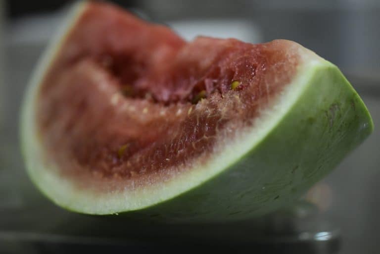 How To Plant Watermelon