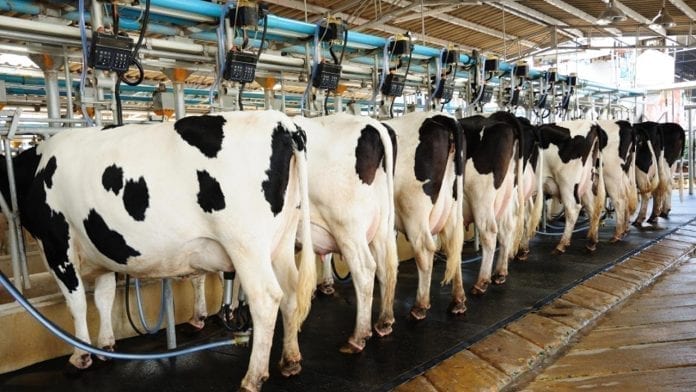 Milk production in Nigeria
