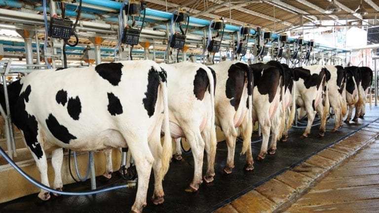 FG to Ban Milk Importation by 2022